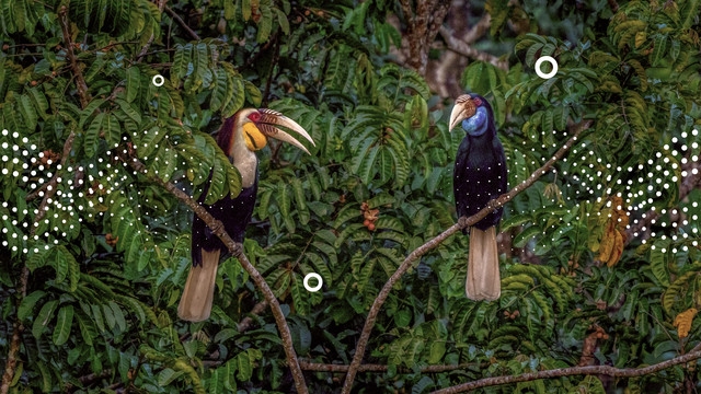 two birds in the rainforest